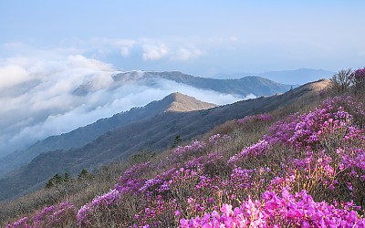 만복대 진달래