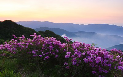 지리산의 미 (봄)