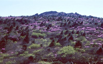 세석