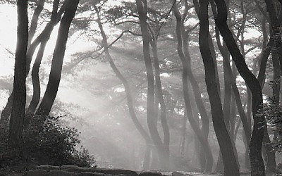 삼릉에서