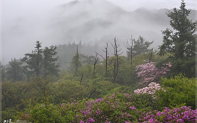 천상화원