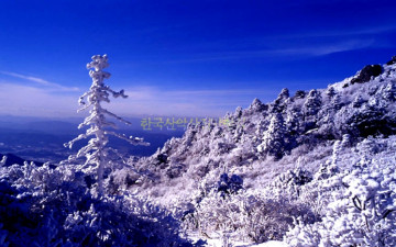 덕유산 추억의 고사목