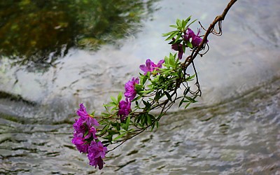 수달래 꽃.
