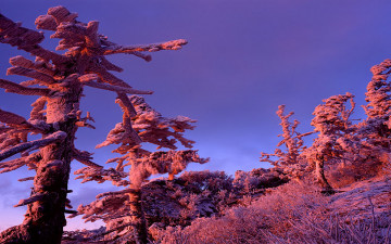 고사목은 카멜레온???