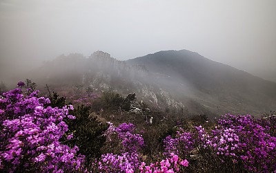 진달래 동산