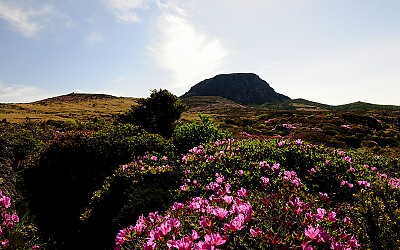 한라산연작