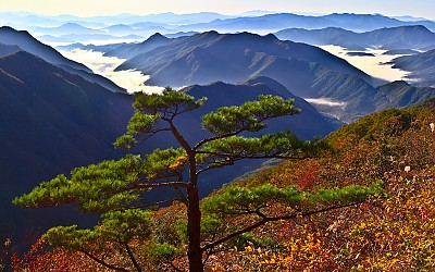 운장산 소나무