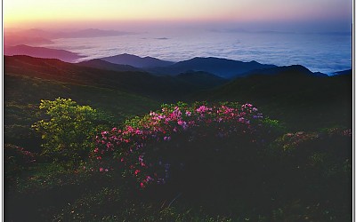 소백산 철쭉