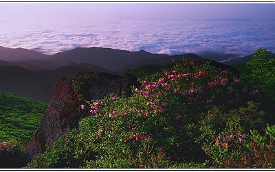 소백산 철쭉