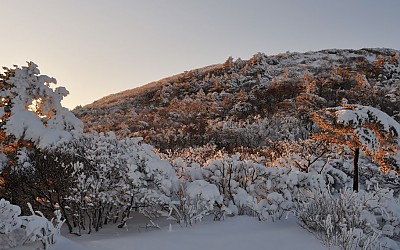 태백산의 금빛