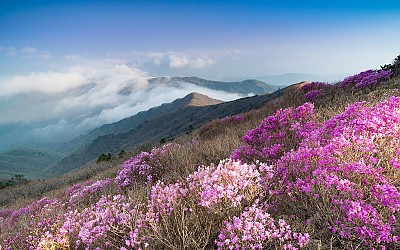 복이네
