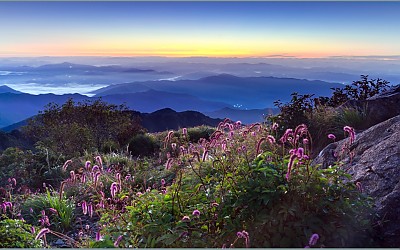 지리산 야생화