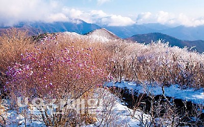 영남 알프스 진달래 한컷 올립니다