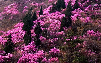 영취산