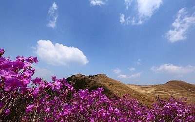 화왕산에서