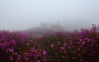 봄, 雨요일