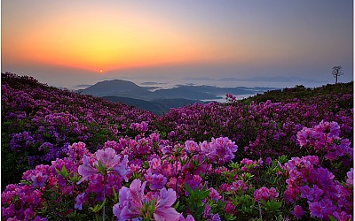 황매산