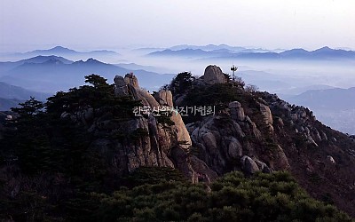 봄날의 꿈