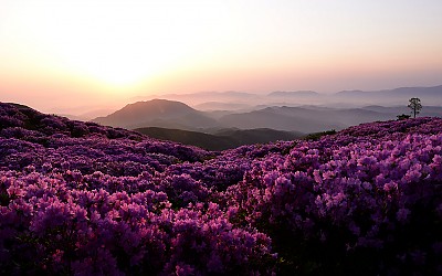                         황 매 산