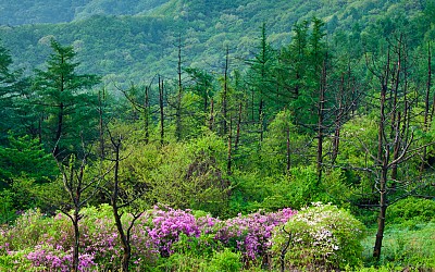 지리산의봄