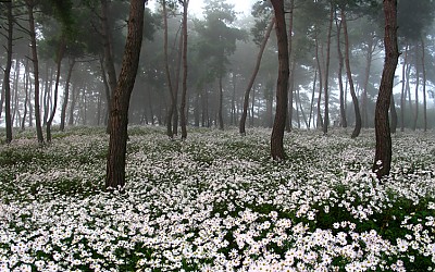 소백산