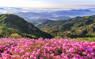 꽃과 산그리메