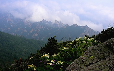 설악의 꽃