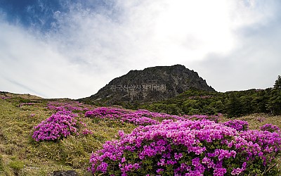 한라산 철쭉