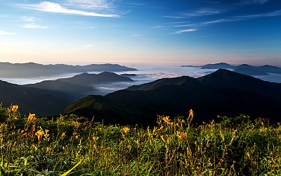 노고산 원추리