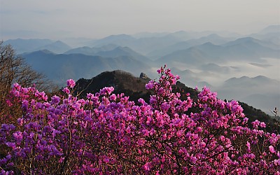 대둔산의 봄향기