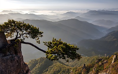 대둔산 소나무 현애