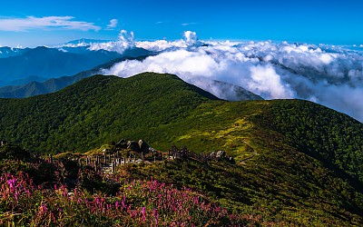 덕유 산오이풀과 운해의만남