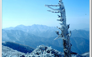 덕유산 중봉주목