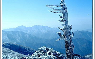 덕유산 중봉주목