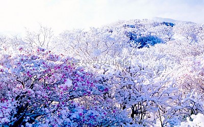 덕유산 상고대