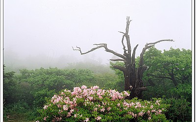 덕유의 털진달래