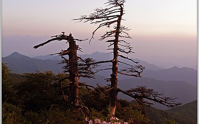 덕유산 철쭉 오늘상황