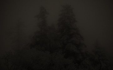 눈덮인 구상나무