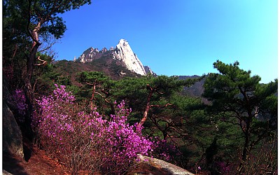 도봉산 진달래