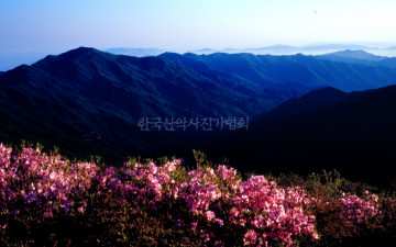 내 사랑 만복이.