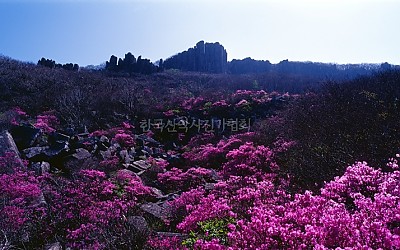 무등산 진달래