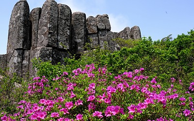 무등산 철죽.