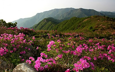 배내봉의 봄