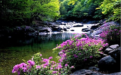 몇주 있으면 볼 뱀사골 철쭉