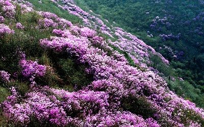 영취산 사진