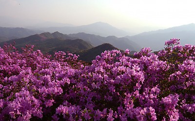 철쭉 만발한 산