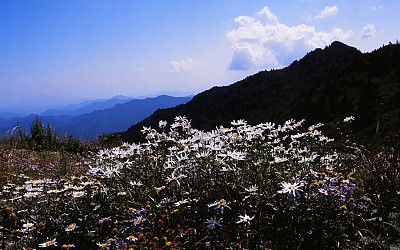 예쁜꽃