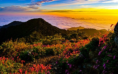 산오이풀