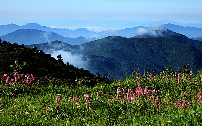덕유산 산오이풀