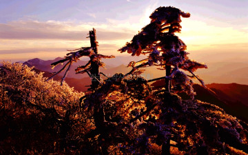 덕유산 고사목과 빙화